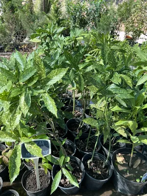 Аукуба японская Кротонифолия 🌼 купить в Москве недорого с доставкой -  GoodFlora