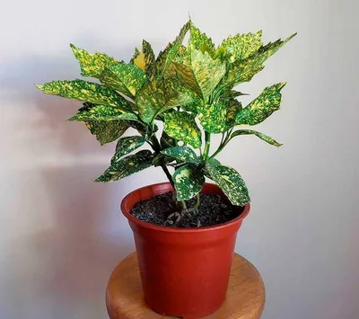 Аукуба японская (Aucuba japonica) D12 H25 купить в СПб