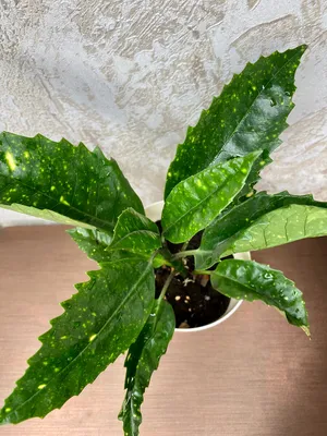 Аукуба японская пестролистная (Aucuba japonica Variegata) — путеводитель по  отдыху в Крыму