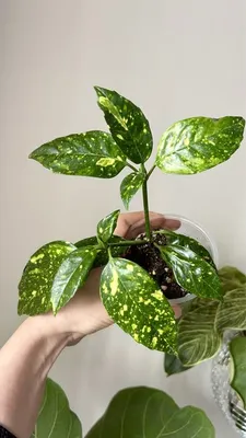 Аукуба Японская Вариегата 17/40 – купить в Москве недорого с доставкой –  Plantis