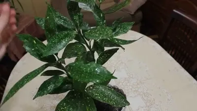 Купить комнатный цветок Аукуба Японская Кротонифолия