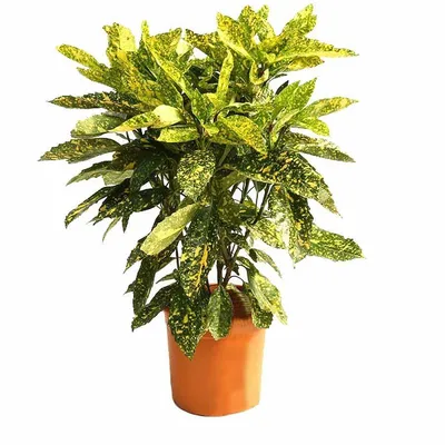 Аукуба японская (Aucuba japonica) D17 H50 купить в СПб