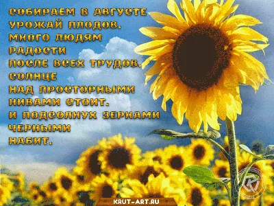 АВГУСТ! 🌾🌻🦋💐🌞🌿🦋🌻🌾 СЧАСТЛИВОГО АВГУСТА! | Фотография цитаты, Доброе  утро, Живописные пейзажи