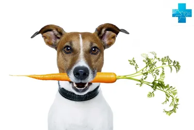 Признаки и способы лечения подкожного клеща у собак | Zoohub