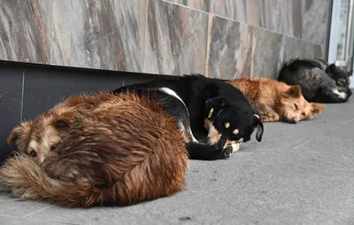 Перелом у собаки 🐶 симптомы и лечение переломов таза, ног, позвоночника,  бедра