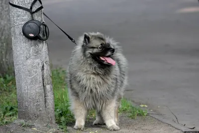 Пензенский кинолог объяснила, почему собаки грызут деревянные предметы -  Столица58