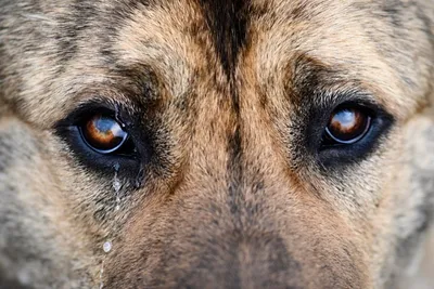 Гингивит у собак | Симптомы, лечение и профилактика