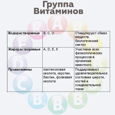 Пищевая аллергия у собак: признаки, симптомы, лечение, корм, диета