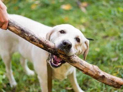 Перелом у собаки 🐶 симптомы и лечение переломов таза, ног, позвоночника,  бедра