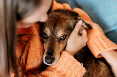Синдром Кушинга у собак - симптомы, лечение, диагностика | Ветклиника  Берлога