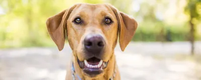 Цирроз печени у собак: причины, симптомы, лечение | Домашние животные -  самое важное | Дзен
