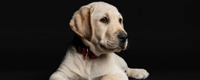 Гульдог - заботливый сервис для собак и их хозяев - 10 признаков, что вы  без ума от своей собаки🐶 🐕Собаки дарят нам массу положительных эмоций. в  ответ мы дарим им свою заботу