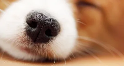 Перхоть у собак - причины сухости кожи | Royal Canin UA