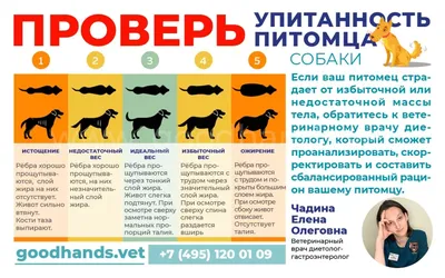 Конъюнктивит у собак | Офтальмологическое отделение ветеринарной клиники
