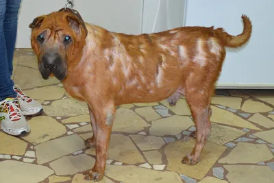 Воспаление десен, гингивит у собак - причины, лечение и профилактика