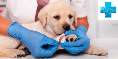 Пиодермия у собак: фото пиодермы, лечение, симптомы