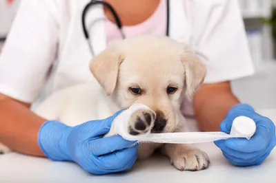 Беременности у собак: признаки, этапы протекания, уход - советы и  рекомендации от специалистов Зоодом Бегемот