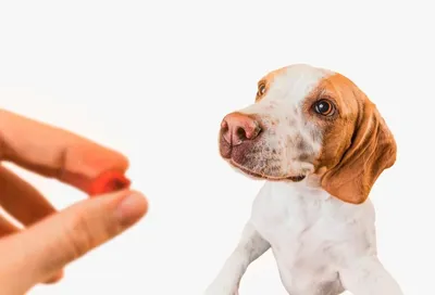 Ревность у собак: причины, признаки и как с этим бороться | Royal Canin UA