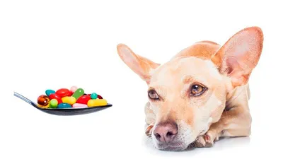 Осенний авитаминоз у собак. Как понять каких витаминов не хватает  животному? | Животные | WB Guru