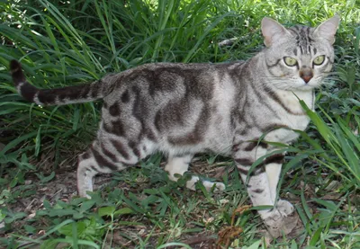 Удивительные снимки австралийской кошки в формате jpg