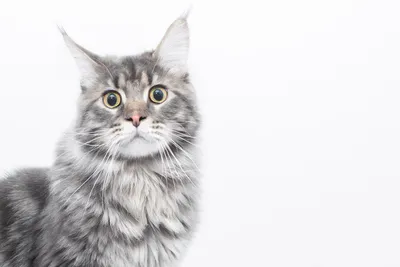 Великолепные картинки австралийской кошки для скачивания