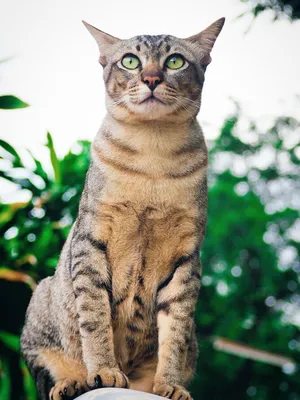 Фото австралийской кошки: бесплатно, в хорошем качестве