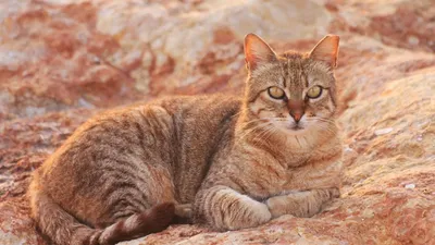 Загадочные фото австралийской кошки в формате webp
