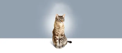 Австралийская кошка на фото: скачать бесплатно в png