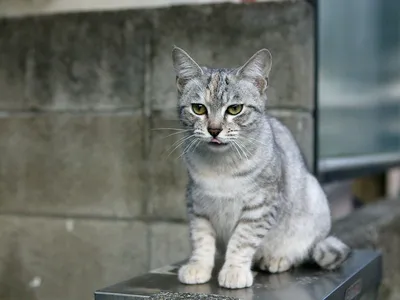 Милая австралийская кошка на фото со стильным фоном