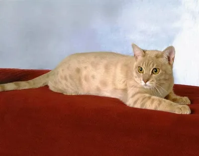 Восхитительные изображения австралийской кошки с возможностью скачать jpg
