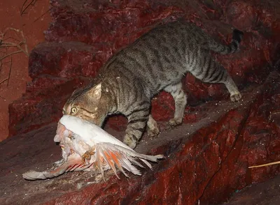 Фото австралийской кошки: скачать бесплатно, в хорошем качестве