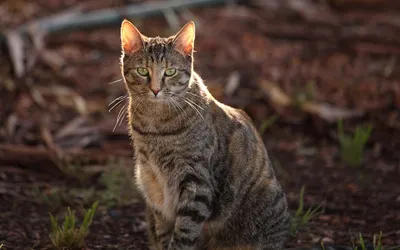 Стрiking снимки австралийской кошки на фоне природы