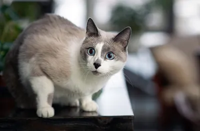 Роскошные картинки австралийской кошки в формате webp