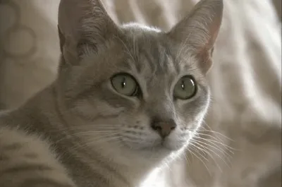 Привлекательные фотографии австралийской кошки на стильных обоях