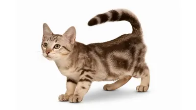 Бесплатные картинки австралийской кошки для загрузки