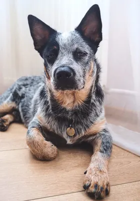 Австралийская пастушья собака Австралийский хилер Australian Cattle Dog |  Herding dogs breeds, Aussie cattle dog, Austrailian cattle dog