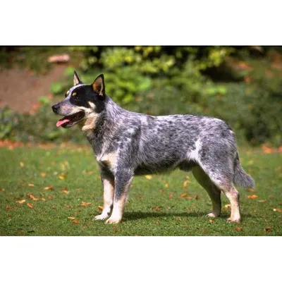 Australian Cattle Dogs | Австралийская пастушья собака | Австралийский  хилер | Blue heeler dogs, Heeler puppies, Dog breeds