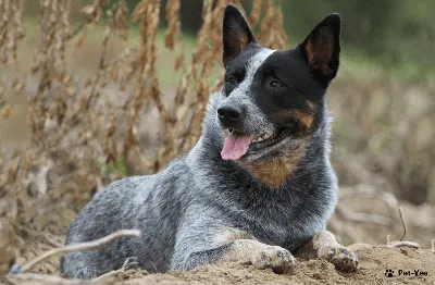 Собаки » Породы » Австралийская пастушья собака (Австралийский хилер)