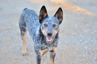 Австралийский хилер (Австралийская пастушья собака) / Australian Cattle Dog  - PetsPoint.ru