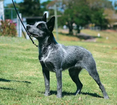 Австралийская короткохвостая пастушья собака - Рамблер/новости
