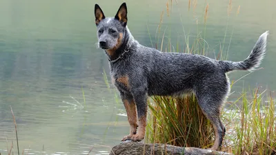 Австралийская короткохвостая пастушья собака - DogZilla