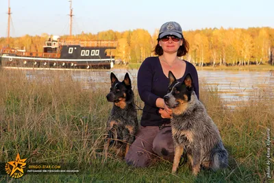 Австралийский хилер (Australian Cattle Dog) - это выносливая, умная и  трудолюбивая порода собак. Фото, описание и отзывы.