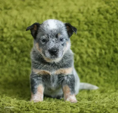 Австралийская Короткохвостая Пастушья собака