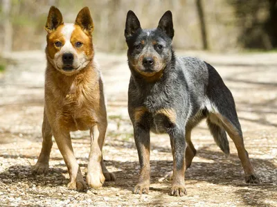 Австралийская пастушья собака: фото, характер, описание породы