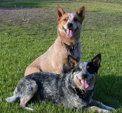 Australian Cattle Dogs | Австралийская пастушья собака | Австралийский  хилер | Austrailian cattle dog, Cattle dog, Australian cattle dogs