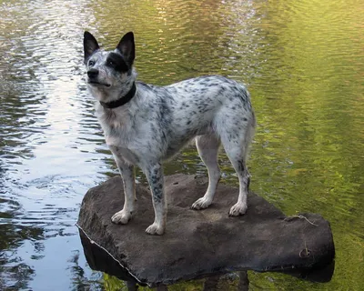 Австралийская пастушья собака | Австралийский хилер | Australian Cattle Dog  |