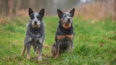 голубые хилеры австралийская пастушья собака красивые портреты, картинка  голубого хилера, собака, австралийская пастушья собака фон картинки и Фото  для бесплатной загрузки