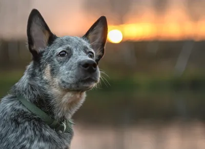 Лучшие фото (30 000+) по запросу «Австралийская Пастушья Собака» ·  Скачивайте совершенно бесплатно · Стоковые фото Pexels