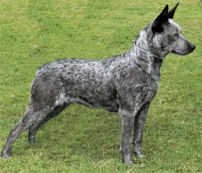 Австралийский хилер (Australian Cattle Dog) - это выносливая, умная и  трудолюбивая порода собак. Фото, описание и отзывы.