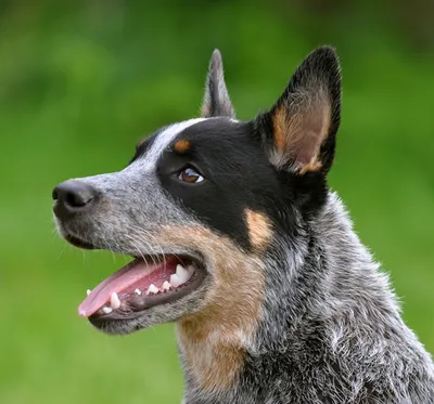 Австралийский хилер (Голубой хилер) - описание породы собак: характер,  особенности поведения, размер, отзывы и фото - Питомцы Mail.ru